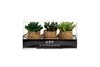 Миниатюра фото набор суккулентов garda decor 8j-18k0040 | 220svet.ru